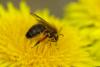 Andrena nigroaenea